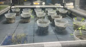 Greenhouse-image