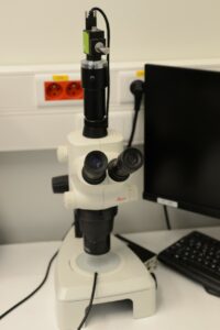Binocular microscope LEICA S6D-image